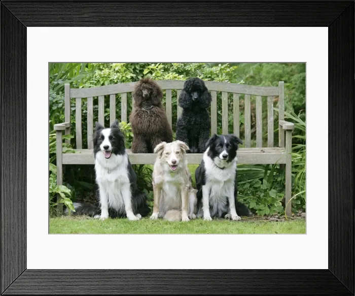 Framed Print : DOGS. Sitting on bench Framed Print : DOGS. Sitting on bench