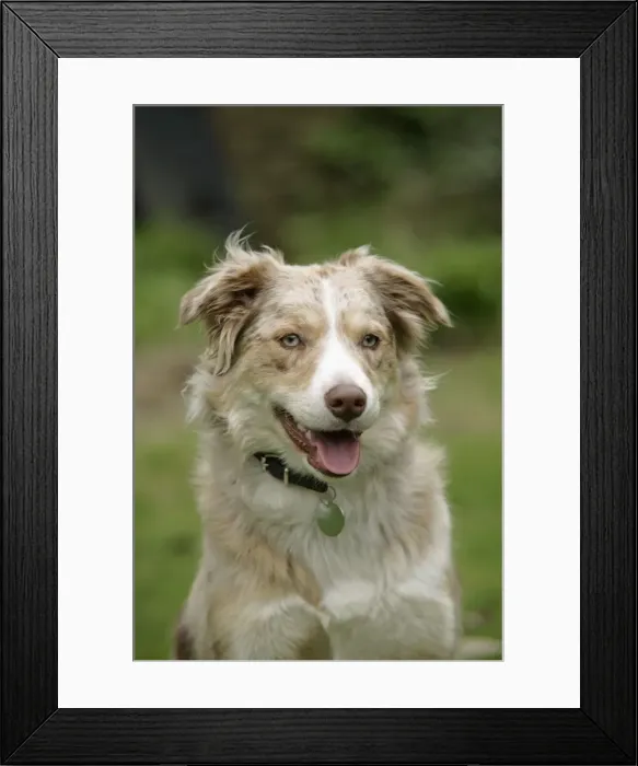 Framed Print : DOG. JD-19266. DOG - sitting. John Daniels Framed Print : DOG. JD-19266. DOG - sitting. John Daniels