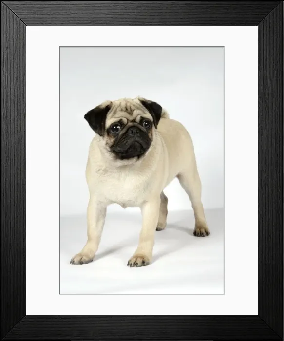 Framed Print : DOG. Fawn pug Framed Print : DOG. Fawn pug