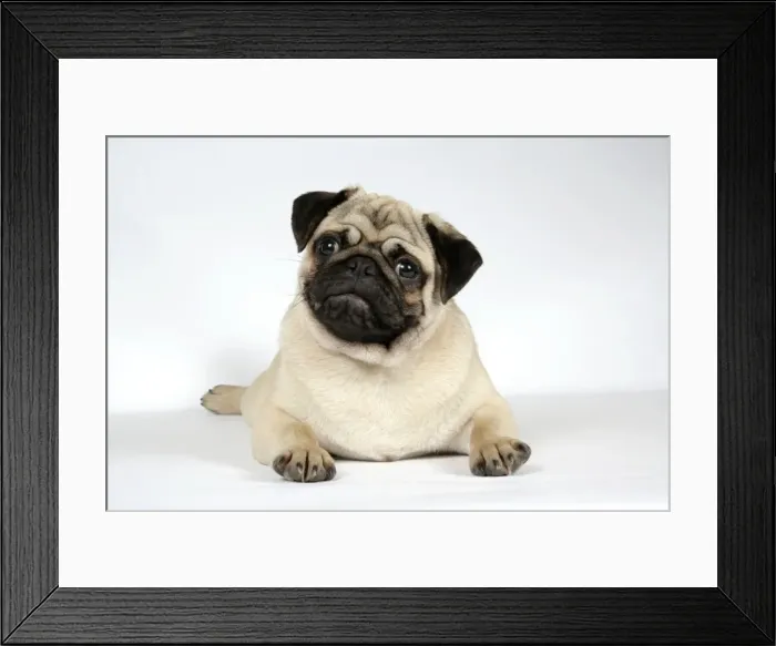 Framed Print : DOG. Fawn pug laying down Framed Print : DOG. Fawn pug laying down