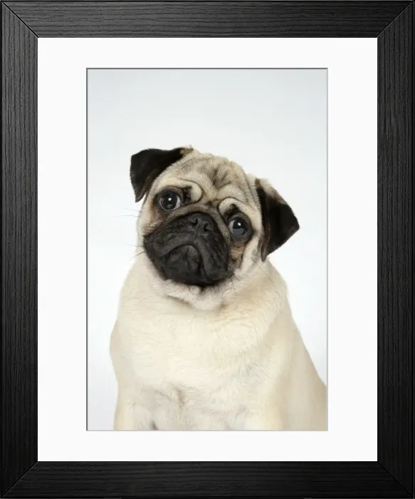 Framed Print : DOG. Fawn pug Framed Print : DOG. Fawn pug