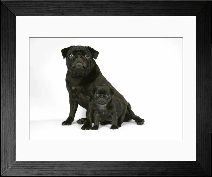 Framed Print : DOG. Black pug with black puppy (6 weeks old) Framed Print : DOG. Black pug with black puppy (6 weeks old)