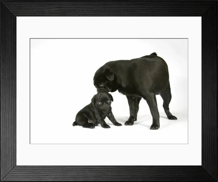 Framed Print : DOG. Black pug with black puppy (6 weeks old) Framed Print : DOG. Black pug with black puppy (6 weeks old)