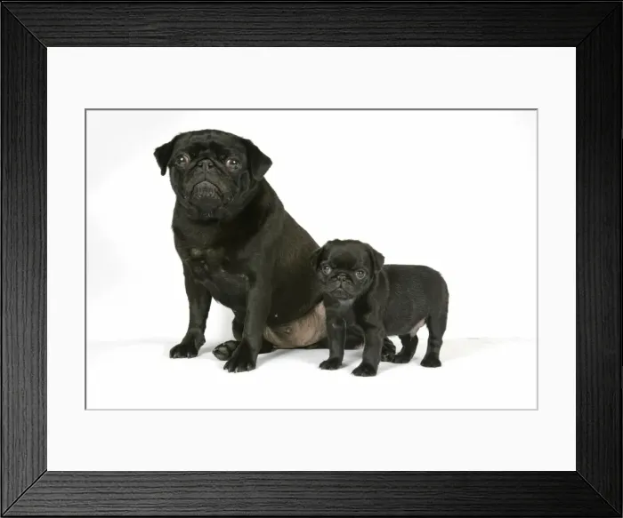Framed Print : DOG. Black pug with black puppy (6 weeks old) Framed Print : DOG. Black pug with black puppy (6 weeks old)