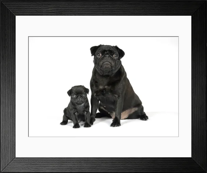 Framed Print : DOG. Black pug with black puppy (6 weeks old) Framed Print : DOG. Black pug with black puppy (6 weeks old)