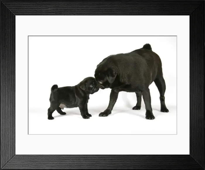 Framed Print : DOG. Black pug with black puppy (6 weeks old) Framed Print : DOG. Black pug with black puppy (6 weeks old)