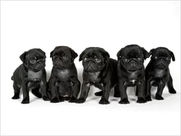 DOG. Five black pug puppies (6 weeks old)
