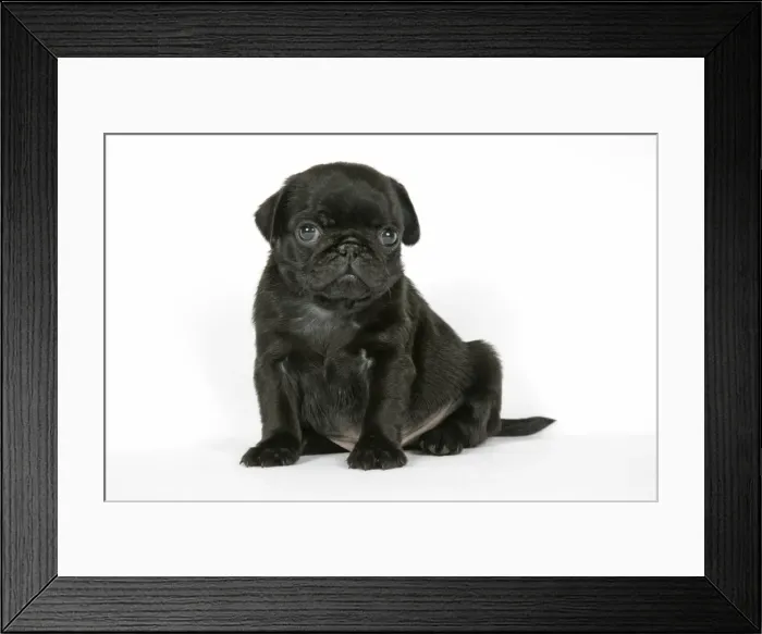 Framed Print : DOG. Black pug puppy (6 weeks old) Framed Print : DOG. Black pug puppy (6 weeks old)
