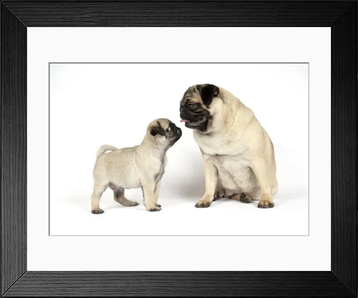 Framed Print : DOG. PUG ( fawn ) with 7 week old puppy Framed Print : DOG. PUG ( fawn ) with 7 week old puppy