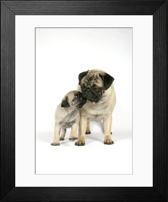 Framed Print : DOG. PUG ( fawn ) with 7 week old puppy Framed Print : DOG. PUG ( fawn ) with 7 week old puppy