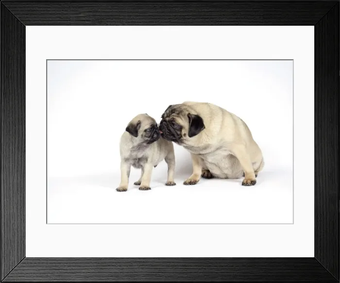 Framed Print : DOG. PUG ( fawn ) with 7 week old puppy Framed Print : DOG. PUG ( fawn ) with 7 week old puppy