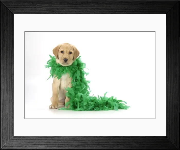 Framed Print : DOG. Labrador Retriever puppy (9 wks old ) with green feather boa Framed Print : DOG. Labrador Retriever puppy (9 wks old ) with green feather boa
