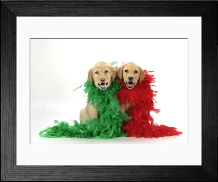 Framed Print : DOG. Labrador Retriever puppies (9 wks old) with red & green feather boa Digital Manipulation: added smiling mouths, lifted eyelids Framed Print : DOG. Labrador Retriever puppies (9 wks old) with red & green feather boa Digital Manipulation: added smiling mouths, lifted eyelids