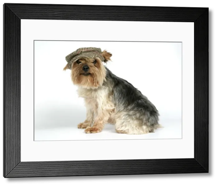 Framed Print : DOG. Yorkshire terrier with cap / hat Framed Print : DOG. Yorkshire terrier with cap / hat