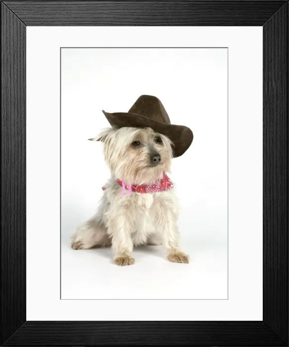 Framed Print : DOG. Yorkshire terrier wearing hat and scarf Framed Print : DOG. Yorkshire terrier wearing hat and scarf