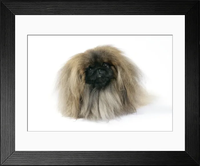 Framed Print : DOG - Pekingese Framed Print : DOG - Pekingese