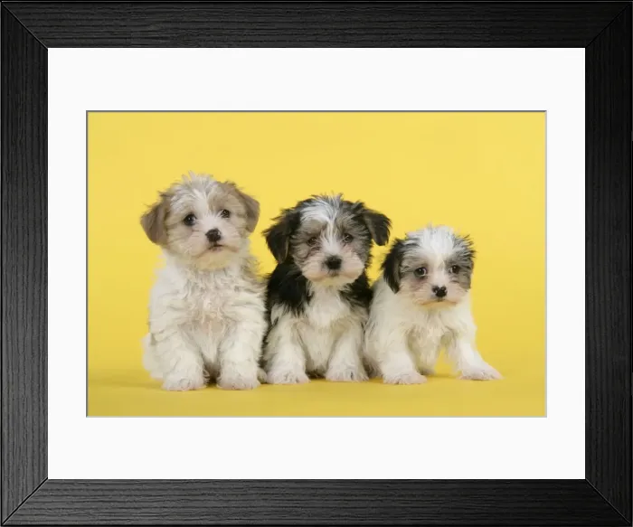 Framed Print : Dog. Lhasa Apso cross puppies (7 weeks old) Framed Print : Dog. Lhasa Apso cross puppies (7 weeks old)