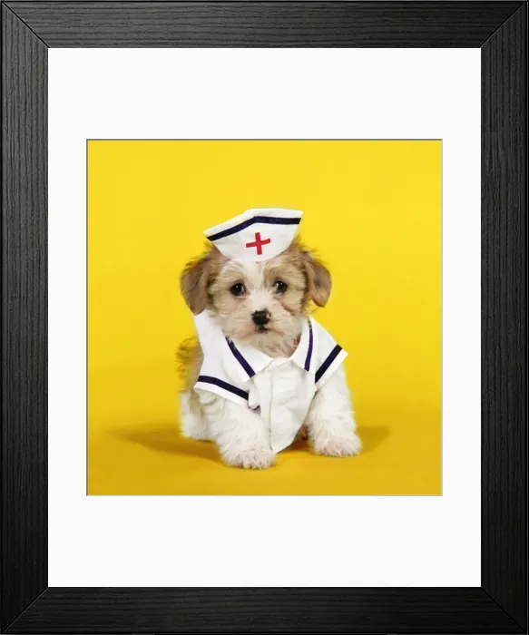 Framed Print : Dog. Lhasa Apso cross puppy (7 weeks old) in nurses outfit. Background colour changed Framed Print : Dog. Lhasa Apso cross puppy (7 weeks old) in nurses outfit. Background colour changed