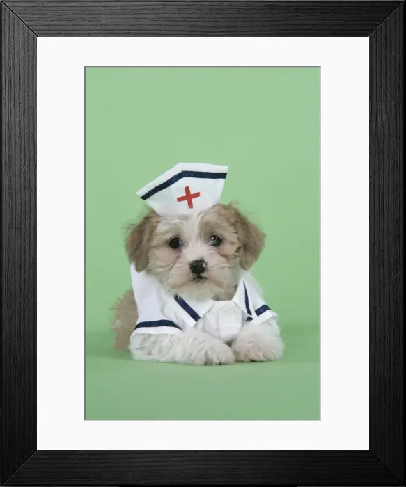 Framed Print : Dog. Lhasa Apso cross puppy (7 weeks old) in nurses outfit Framed Print : Dog. Lhasa Apso cross puppy (7 weeks old) in nurses outfit