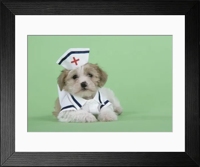 Framed Print : Dog. Lhasa Apso cross puppy (7 weeks old) in nurses outfit