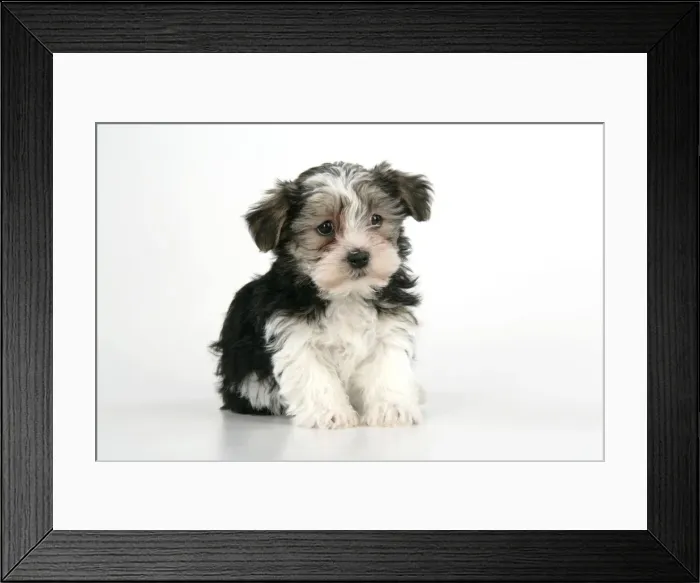 Framed Print : Dog. Lhasa Apso cross puppy (7 weeks old) sitting down
