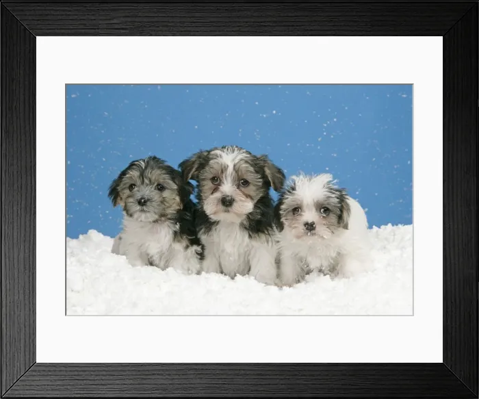 Framed Print : Dog. Lhasa Apso cross puppies (7 weeks old) in snow Framed Print : Dog. Lhasa Apso cross puppies (7 weeks old) in snow