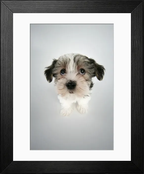 Framed Print : Dog. Lhasa Apso cross puppy (7 weeks old) sitting down looking up Framed Print : Dog. Lhasa Apso cross puppy (7 weeks old) sitting down looking up