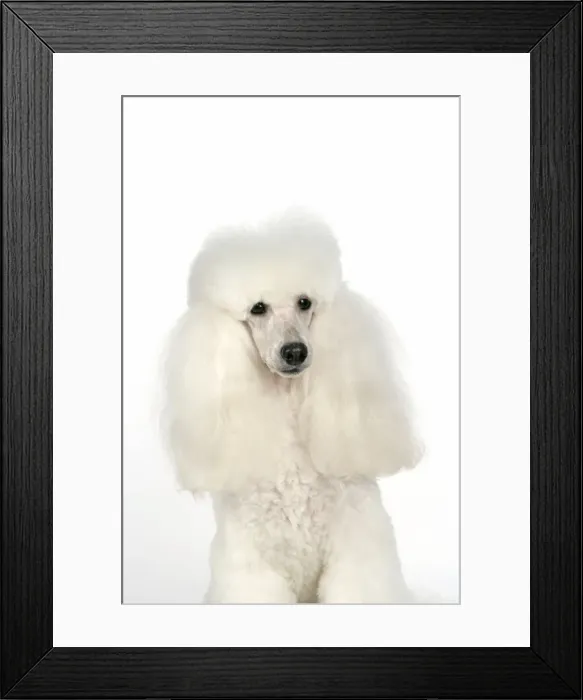 Framed Print : DOG - Miniature Poodle Framed Print : DOG - Miniature Poodle