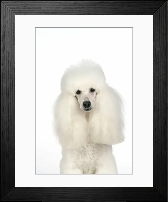 Framed Print : DOG - Miniature Poodle Framed Print : DOG - Miniature Poodle
