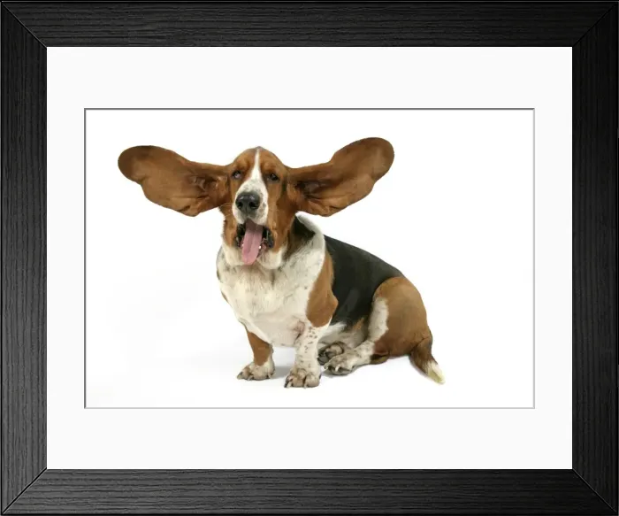 Framed Print : Dog - Basset Hound with ears up Framed Print : Dog - Basset Hound with ears up