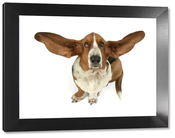 Dog - Basset Hound with ears up