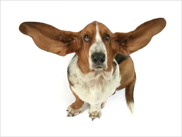 Dog - Basset Hound with ears up