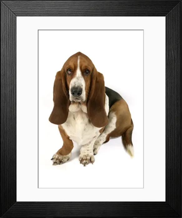 Framed Print : Dog - Basset Hound Framed Print : Dog - Basset Hound