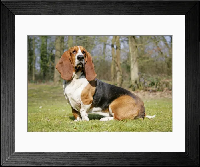 Framed Print : Dog - Basset Hound Framed Print : Dog - Basset Hound