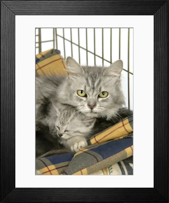 Framed Print : Cat. Tiffanie cat. Mother laying in cage with kitten (6 weeks old) Framed Print : Cat. Tiffanie cat. Mother laying in cage with kitten (6 weeks old)