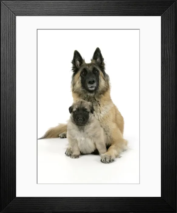 Framed Print : DOG - Belgian Shepherd (Tervuren) dog with puppy Framed Print : DOG - Belgian Shepherd (Tervuren) dog with puppy