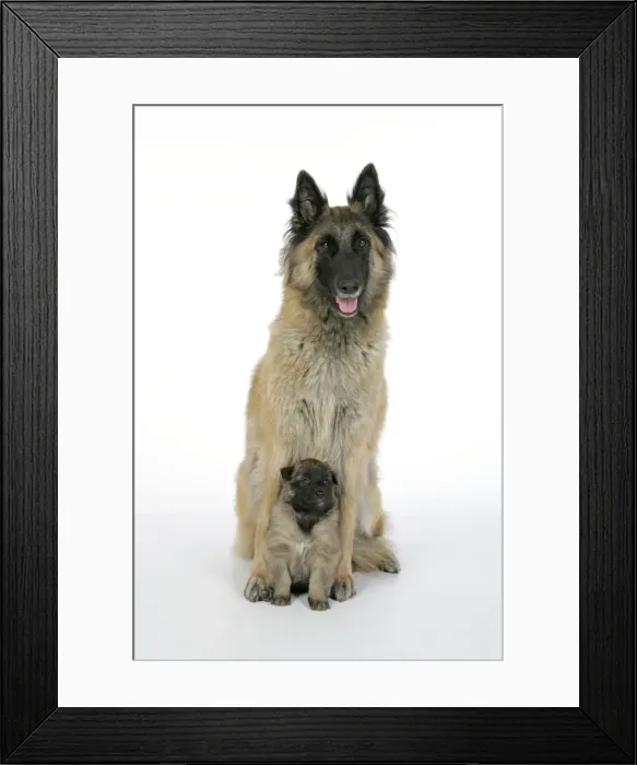 Framed Print : DOG - Belgian Shepherd (Tervuren) dog with puppy Framed Print : DOG - Belgian Shepherd (Tervuren) dog with puppy