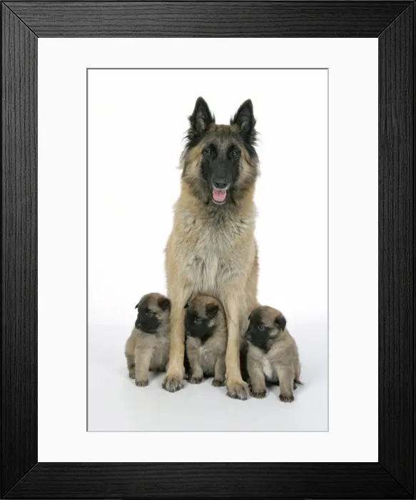 Framed Print : DOG - Belgian Shepherd (Tervuren) dog with puppies Framed Print : DOG - Belgian Shepherd (Tervuren) dog with puppies