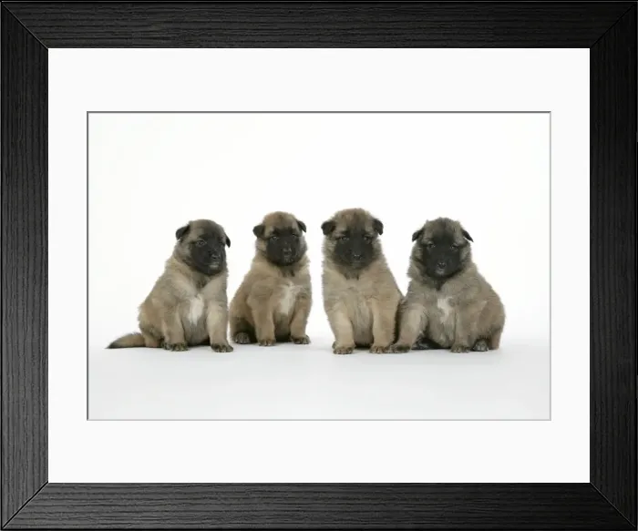 Framed Print : DOG - Belgian Shepherd (Tervuren) puppies Framed Print : DOG - Belgian Shepherd (Tervuren) puppies