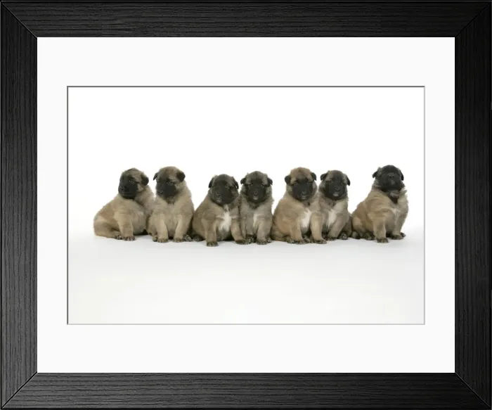 Framed Print : DOG - Belgian Shepherd (Tervuren) puppies Framed Print : DOG - Belgian Shepherd (Tervuren) puppies