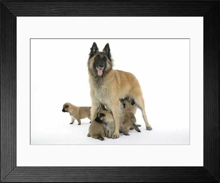 Framed Print : DOG - Belgian Shepherd (Tervuren) dog with puppies Framed Print : DOG - Belgian Shepherd (Tervuren) dog with puppies