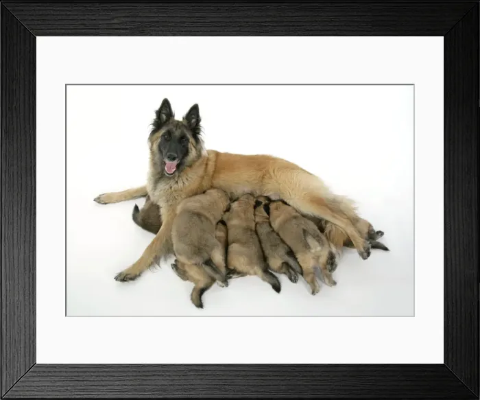 Framed Print : DOG - Belgian Shepherd (Tervuren) dog with puppies feeding Framed Print : DOG - Belgian Shepherd (Tervuren) dog with puppies feeding