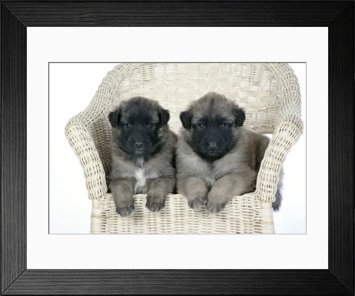 Framed Print : DOG - Belgian Shepherd (Tervuren) puppies on chair Framed Print : DOG - Belgian Shepherd (Tervuren) puppies on chair