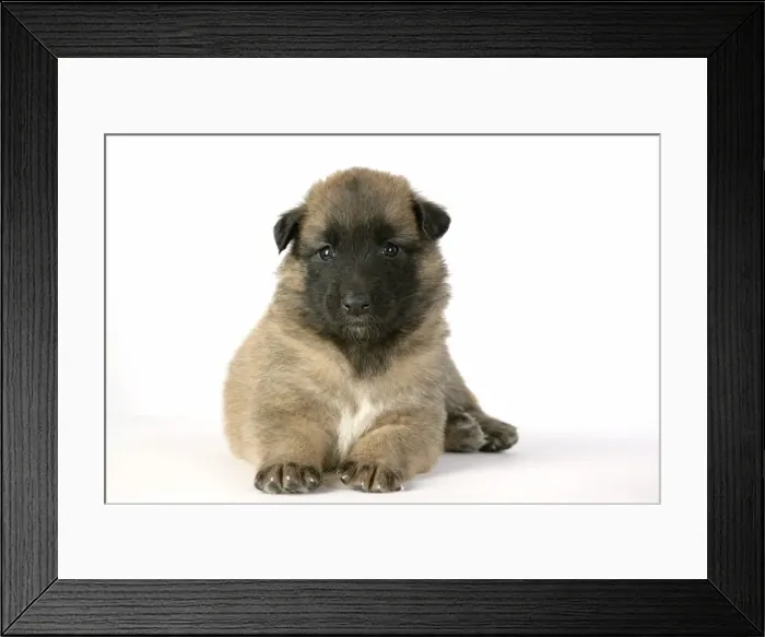 Framed Print : DOG - Belgian Shepherd (Tervuren) puppy Framed Print : DOG - Belgian Shepherd (Tervuren) puppy