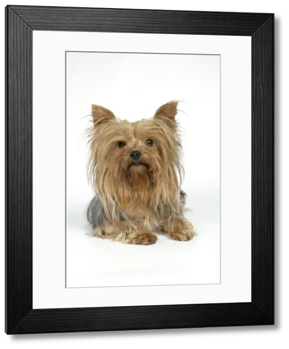 Framed Print : DOG. Yorkshire terrier laying down Framed Print : DOG. Yorkshire terrier laying down