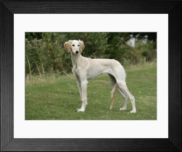Framed Print : DOG. Saluki Framed Print : DOG. Saluki