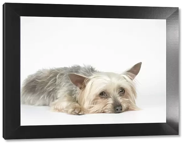 DOG. Yorkshire terrier laying down
