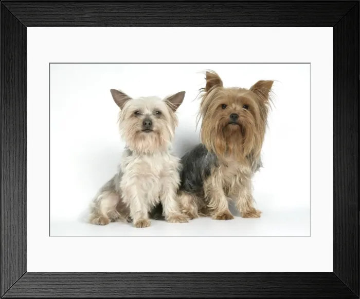 Framed Print : DOG. Yorkshire terriers sitting Framed Print : DOG. Yorkshire terriers sitting