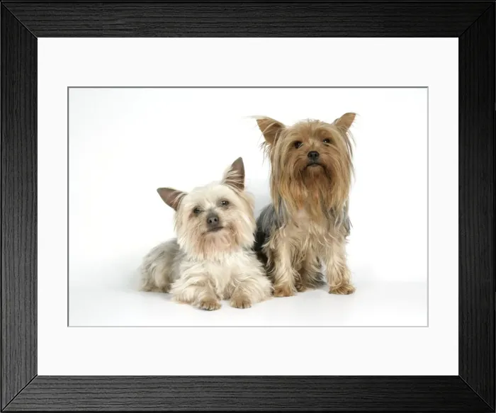 Framed Print : DOG. Yorkshire terriers Framed Print : DOG. Yorkshire terriers