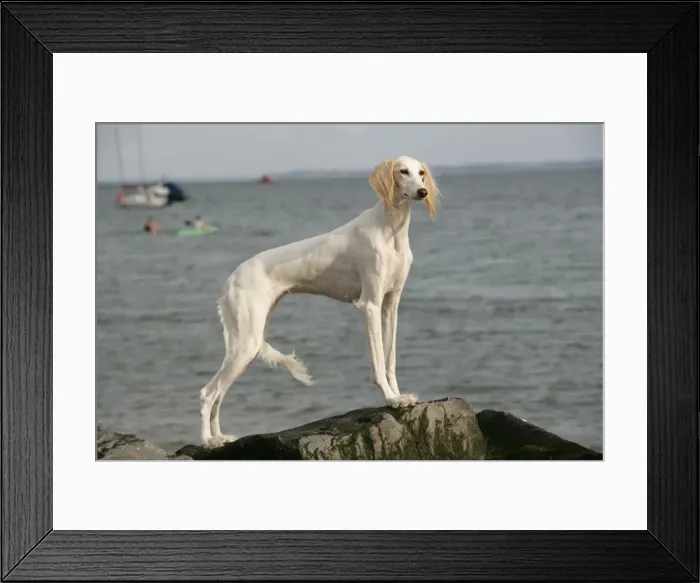 Framed Print : DOG. Saluki at the waters edge Framed Print : DOG. Saluki at the waters edge